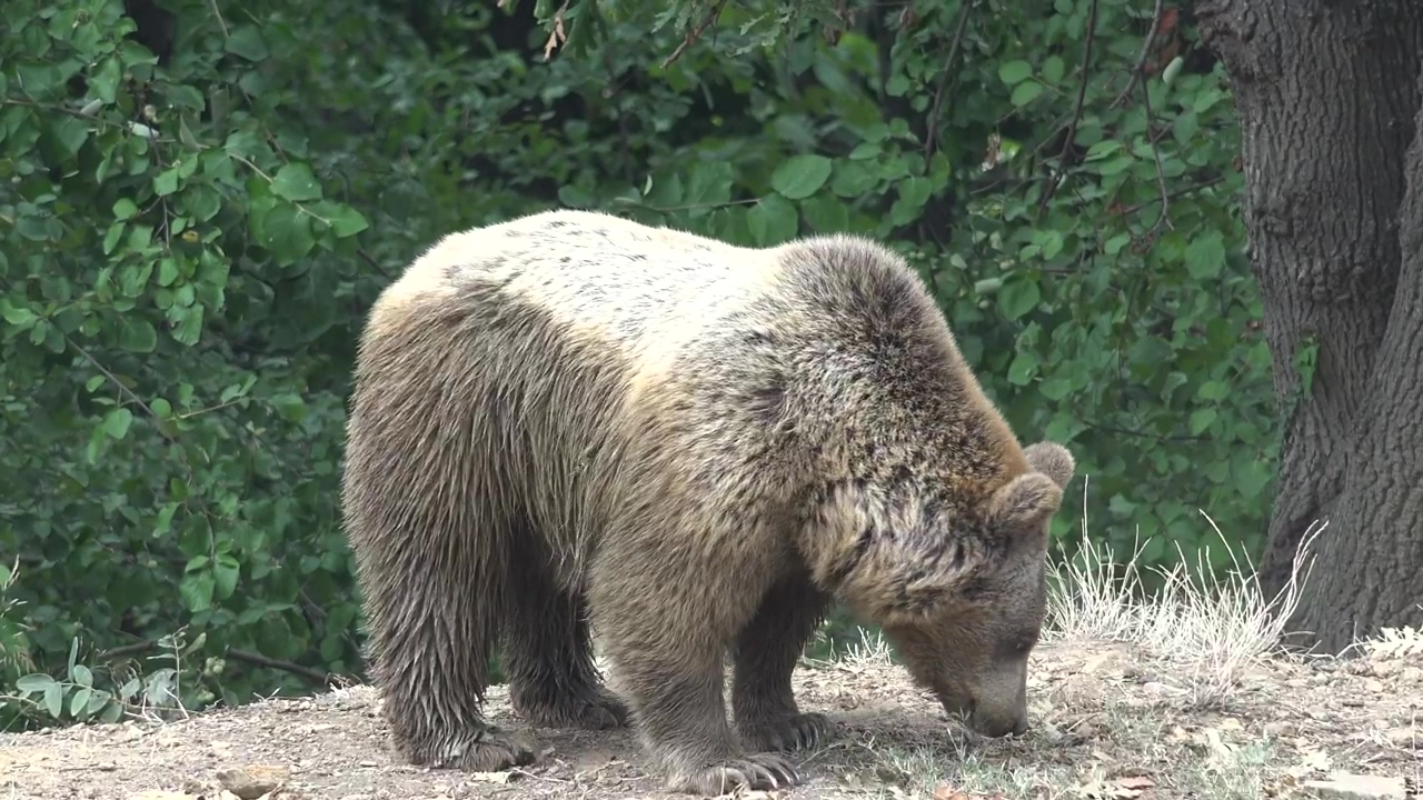 Bear wandering in the forest, forest, animal, wildlife, and bear