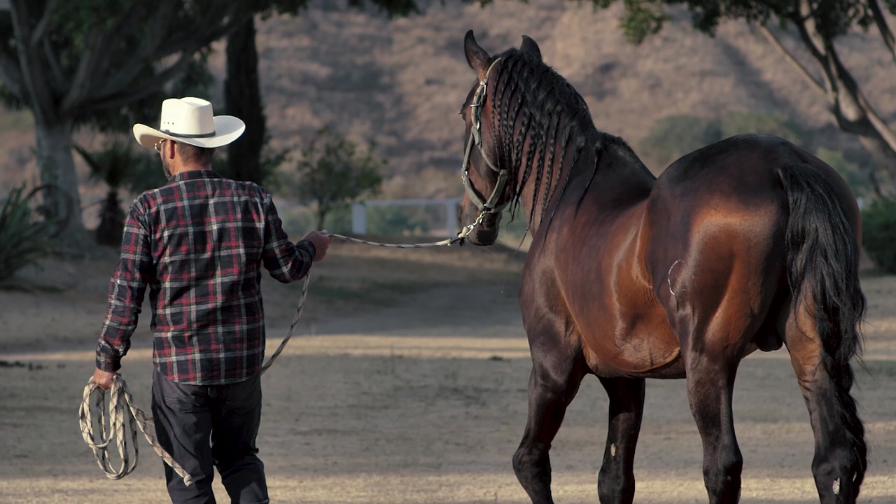 Bearded man wearing a cowboy hat, long sleeved plaid shirt and blue jeans walks a brown horse with black mane horse across a ranch