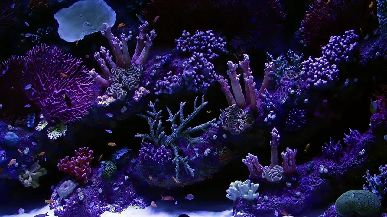 Beautiful aquarium in purple tones with small fish, animal, fish, purple, and aquarium