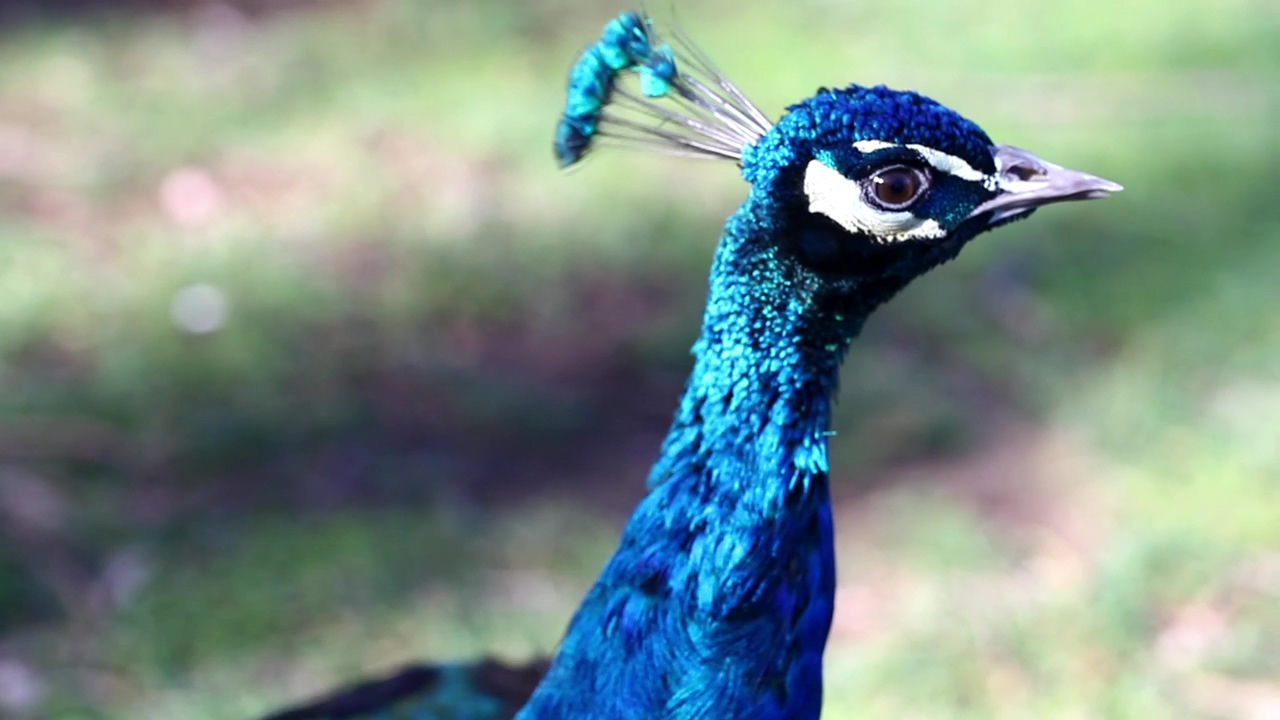Beautiful blue peacock in nature #nature #animal #wildlife #bird #peacock
