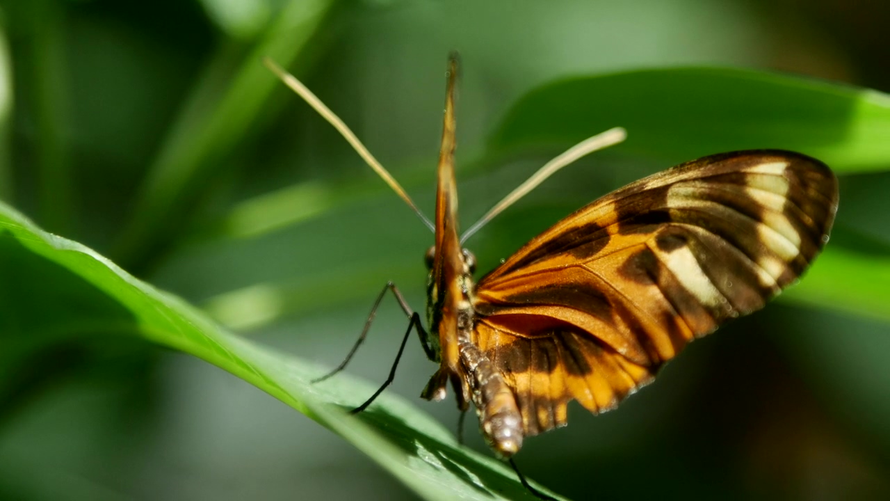 Beautiful butterfly standing on a leaf, animal, wildlife, insect, leaf, and butterfly