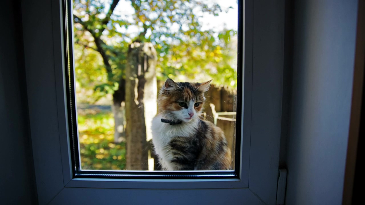 Beautiful cat meowing outside the window, animal, pet, window, cat, and cute