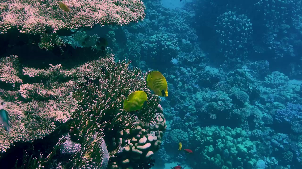 Beautiful coral reef with exotic reef fish, sea, ocean, underwater, fish, colorful, wild animals, coral, sea animals, and coral reef