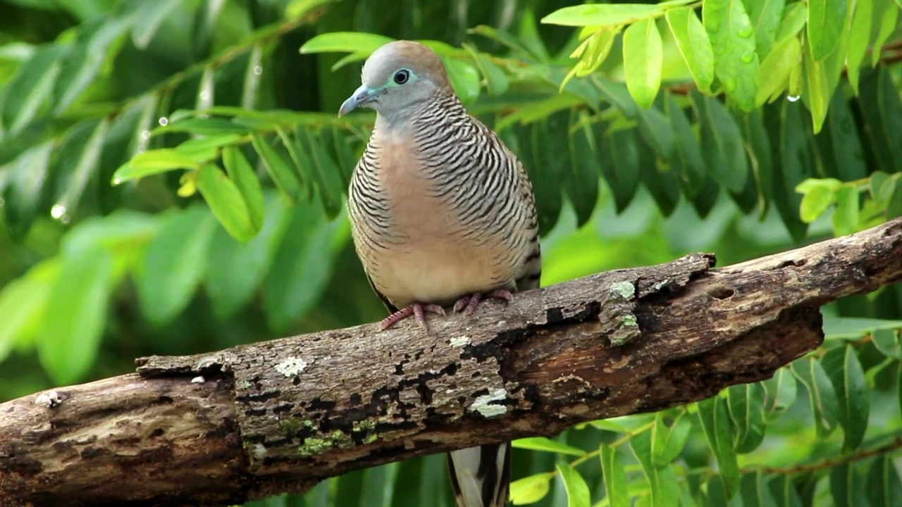 Beautiful dove in the woods, forest, bird, and woods