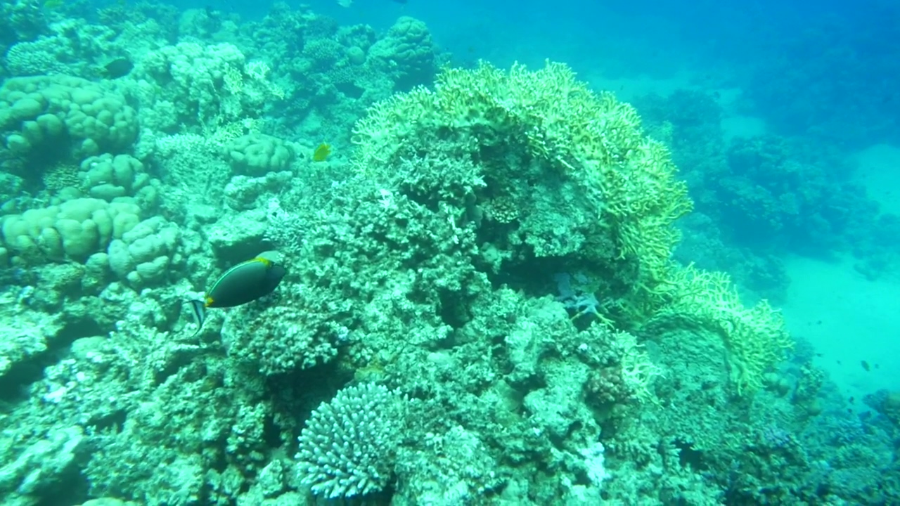 Beautiful reef full of life, sea, ocean, fish, and coral