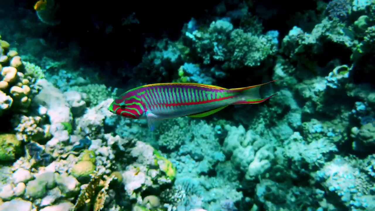 Beautifully coloured tropical fish swimming swiftly through coral, fish, tropical, wild animals, coral, sea animals, seabed, and coral reef