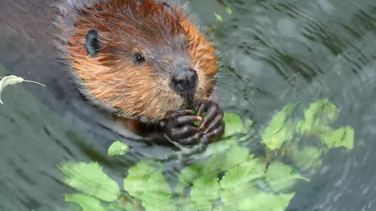 Beaver eating in the water, water, animal, and wildlife