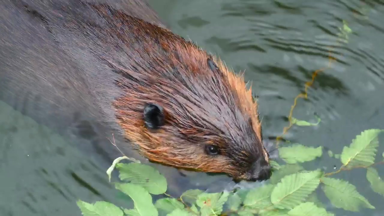 Beaver eating on the water, water, animal, and wildlife