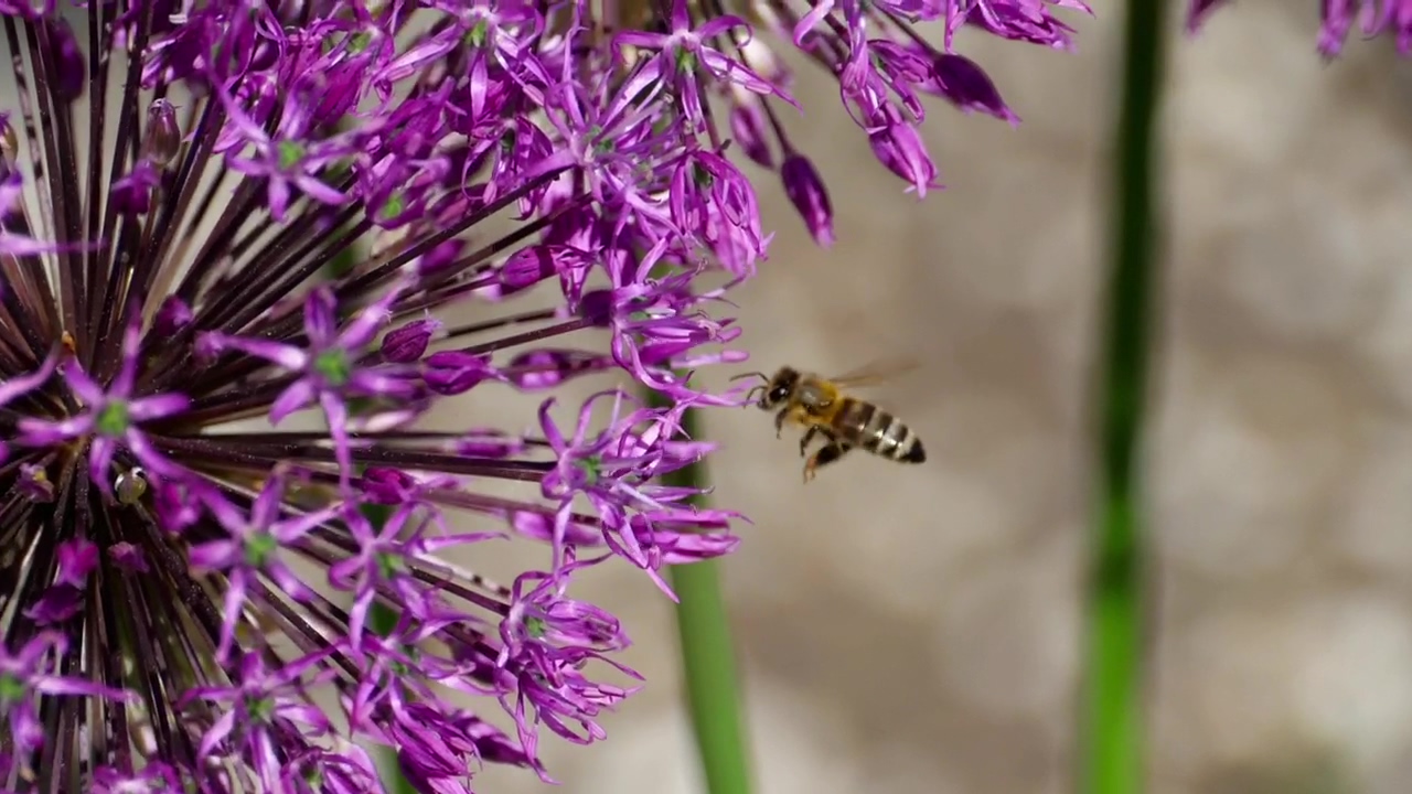 Bee flying around a purple flower, flower, insect, bee, and honey
