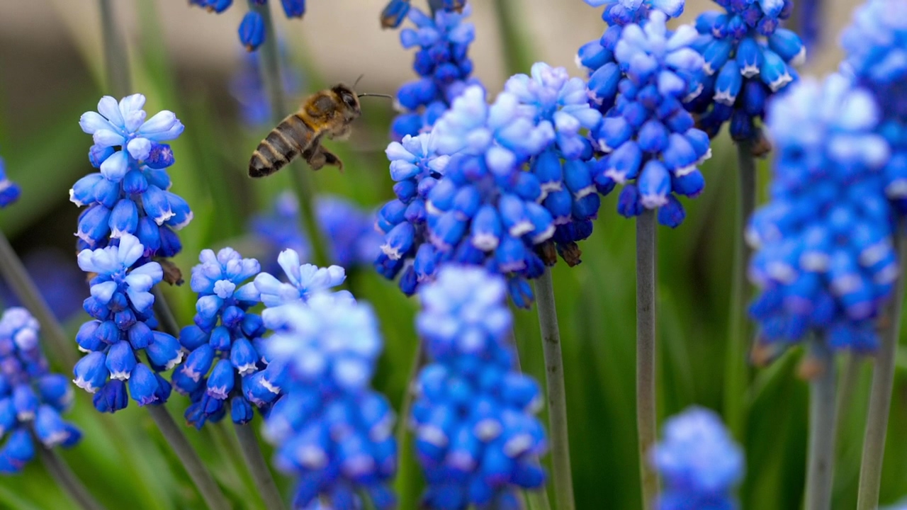 Bee flying around blue flowers, animal, wildlife, flower, insect, and bee