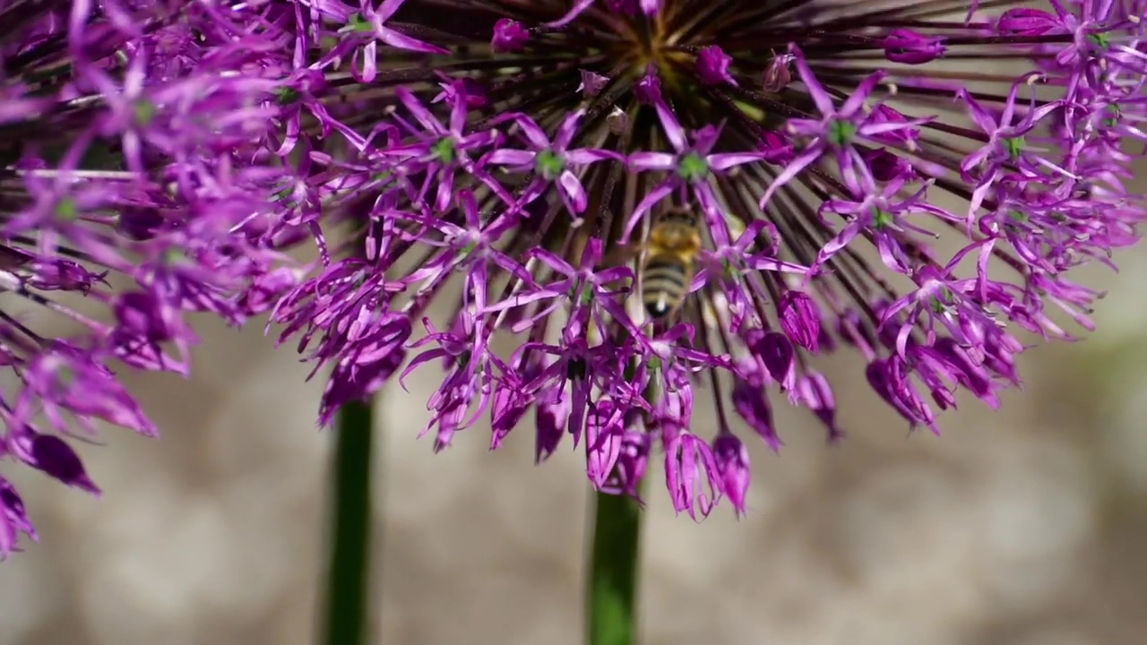 Bee flying with flowers, wildlife, flower, insect, bee, and purple