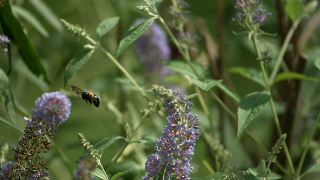 Bee is slow motion lands on a flower, nature, flower, insect, bee, bugs, and wasp