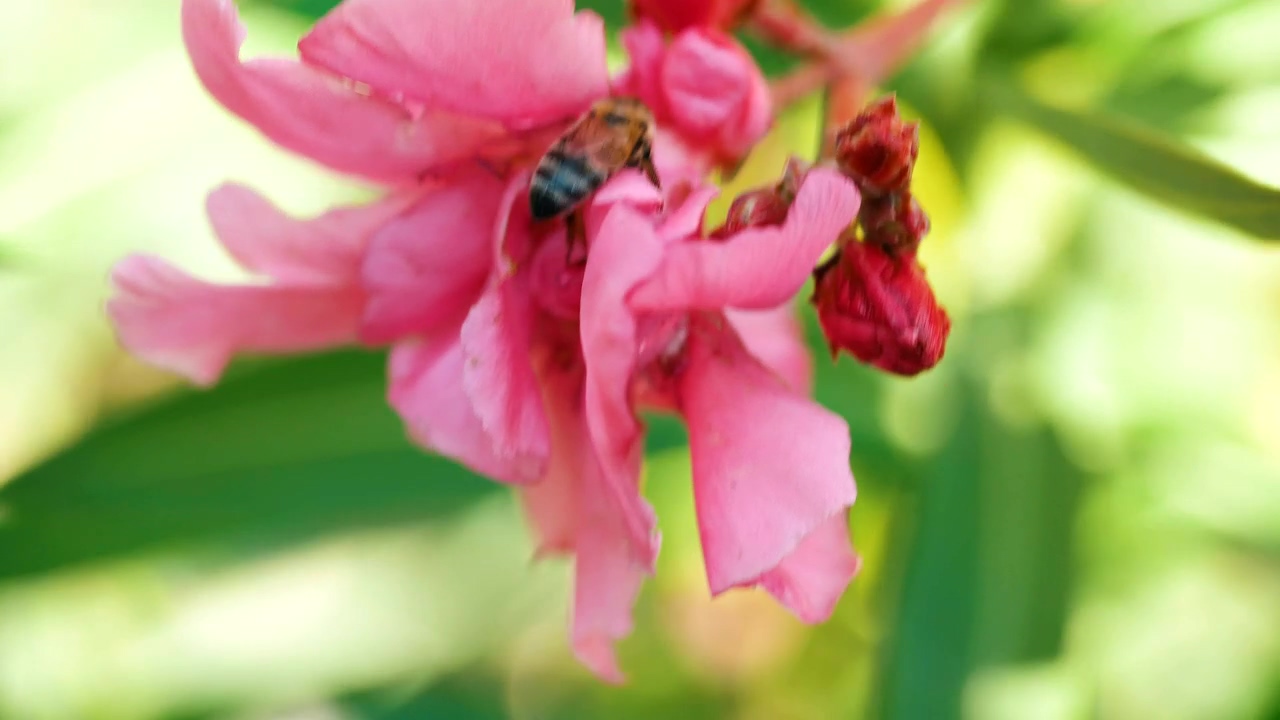 Bee looks for pollen in a pink flower, nature, flower, insect, bee, bugs, and wasp