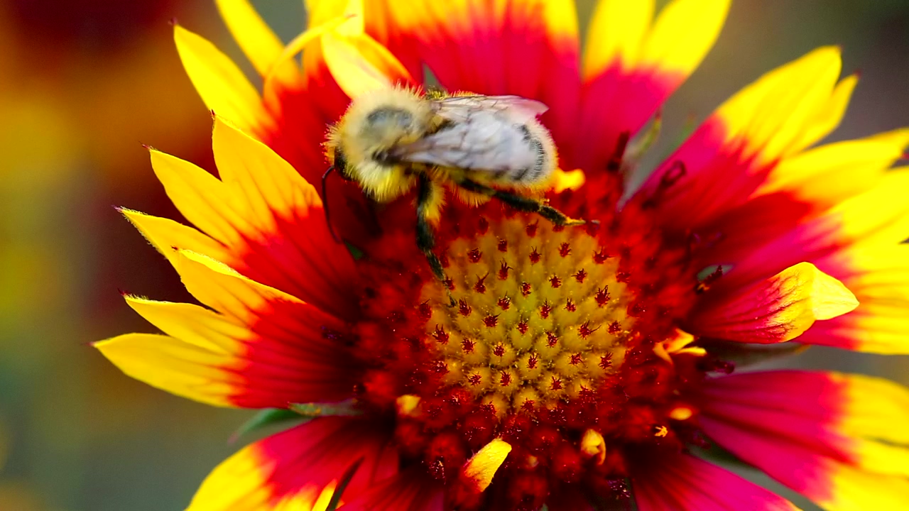 Bee on a red flower, wildlife, flower, and bee