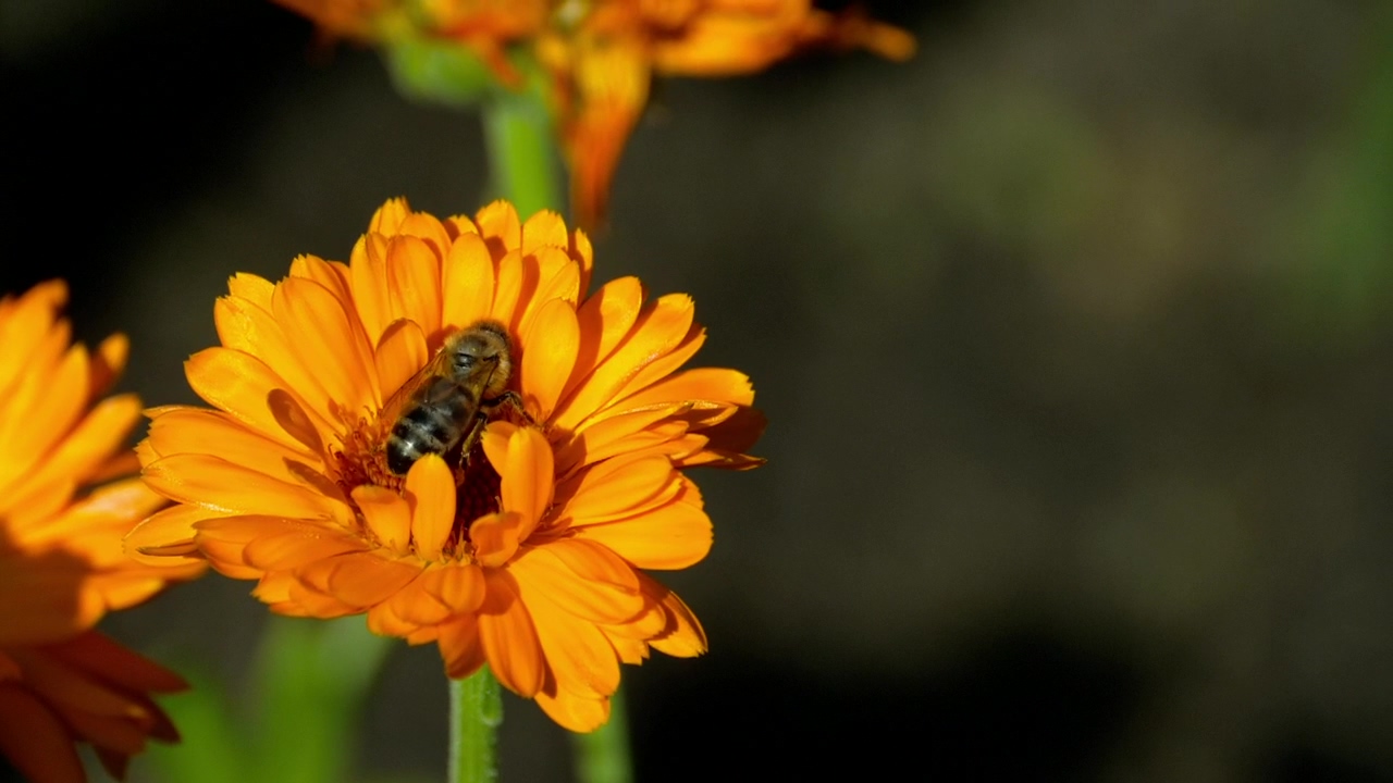 Bee pollinating a flower, nature, wildlife, flower, and bee