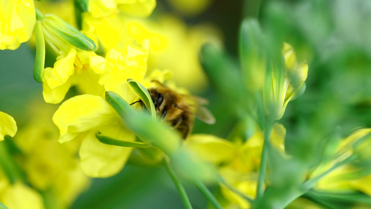 Bee pollinating a yellow flower, nature, wildlife, flower, plant, and bee