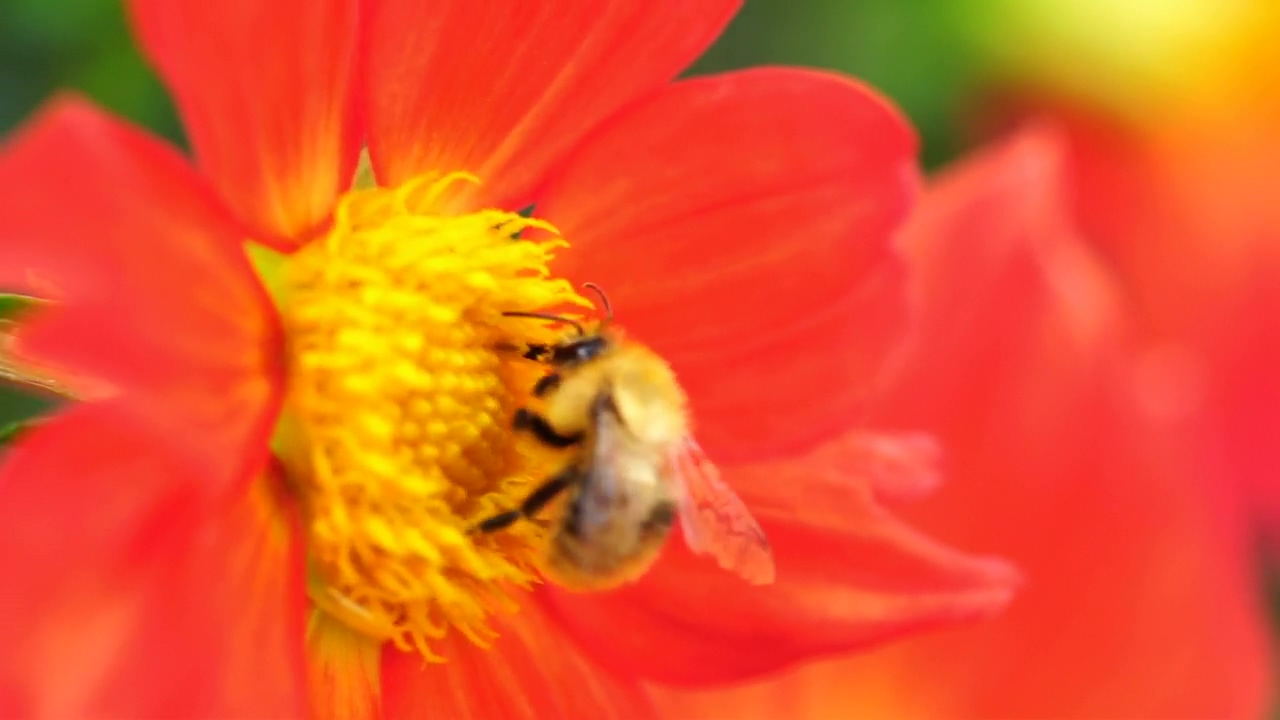 Bee pollinating an orange flower, wildlife, flower, insect, and bee