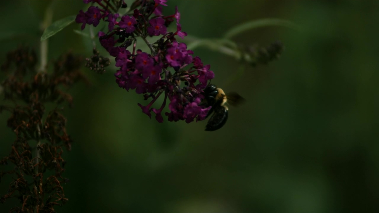 Bee pollinating the flowers in slow motion, wildlife, flower, insect, and bee