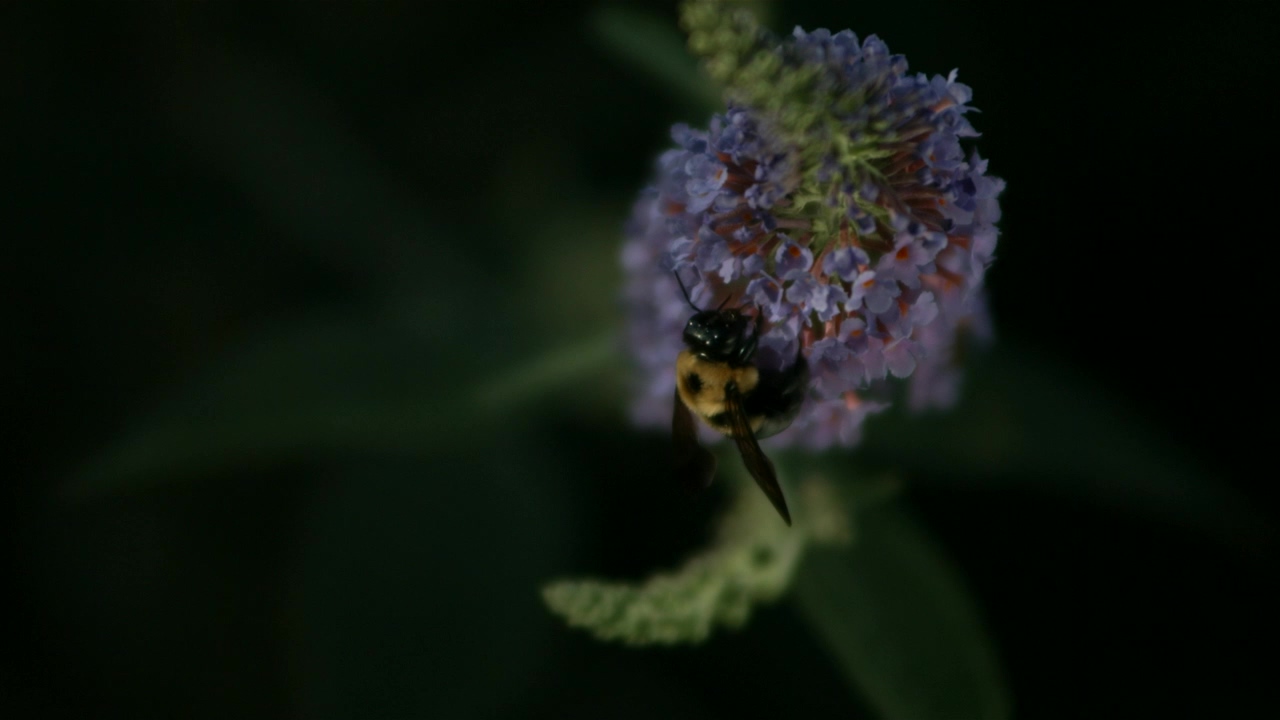 Bee searching for pollen in slow motion, insect, dark, bee, bugs, honey, and wasp