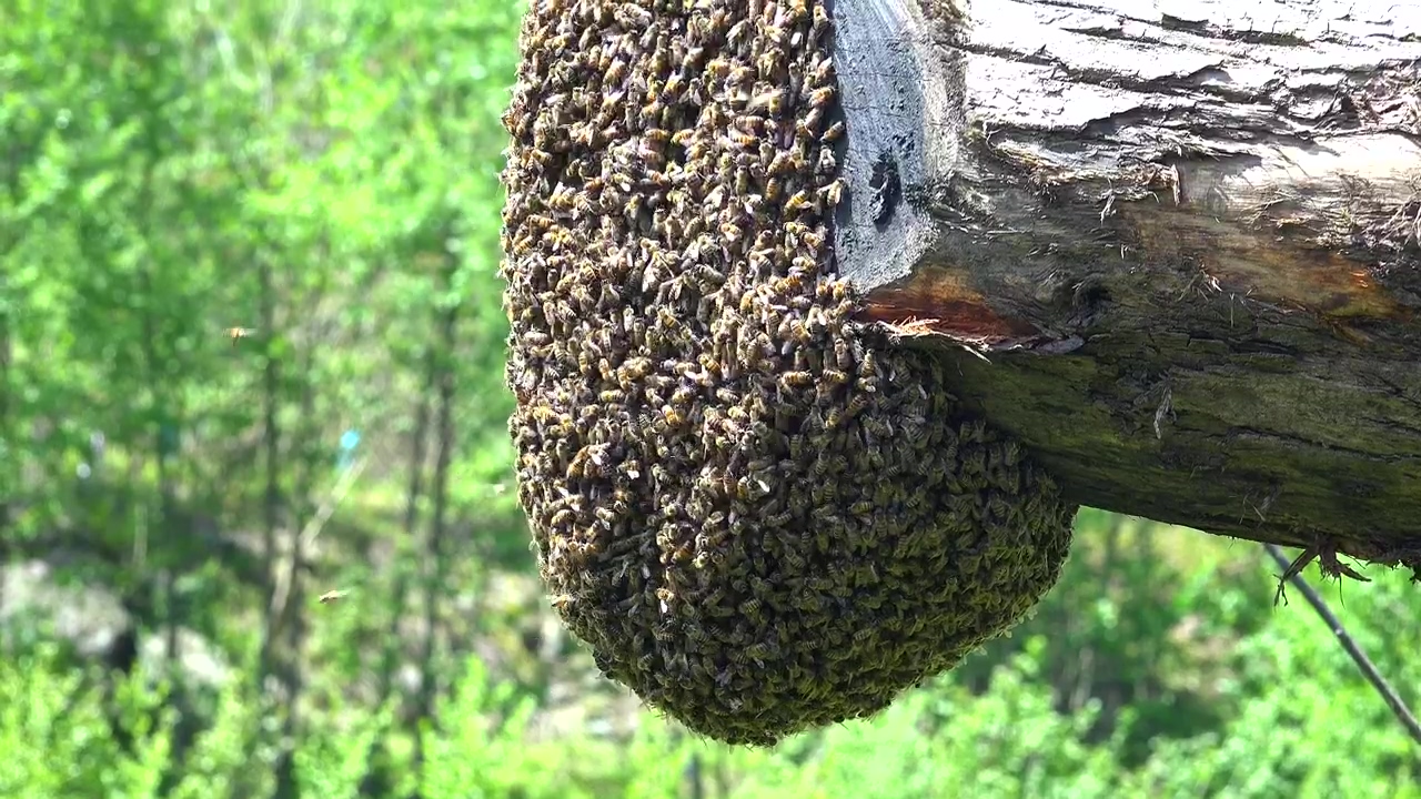 Bee swarm on a trunk, forest, animal, wildlife, and bee