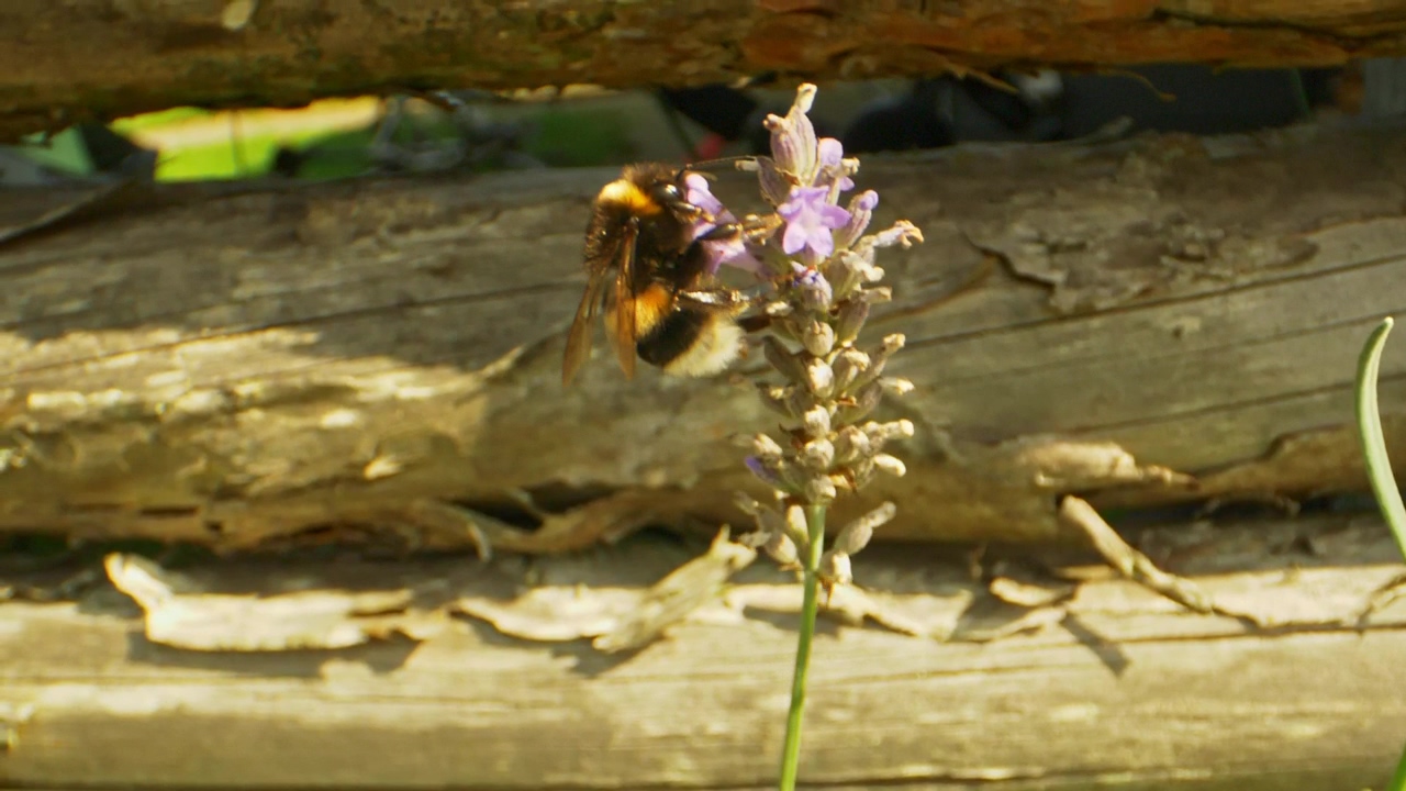 Bee taking nectar from a lavender plant, plant, insect, and bee