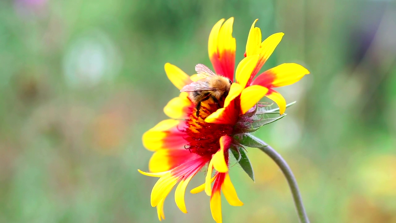 Bee walking on a flower, nature, wildlife, flower, and bee