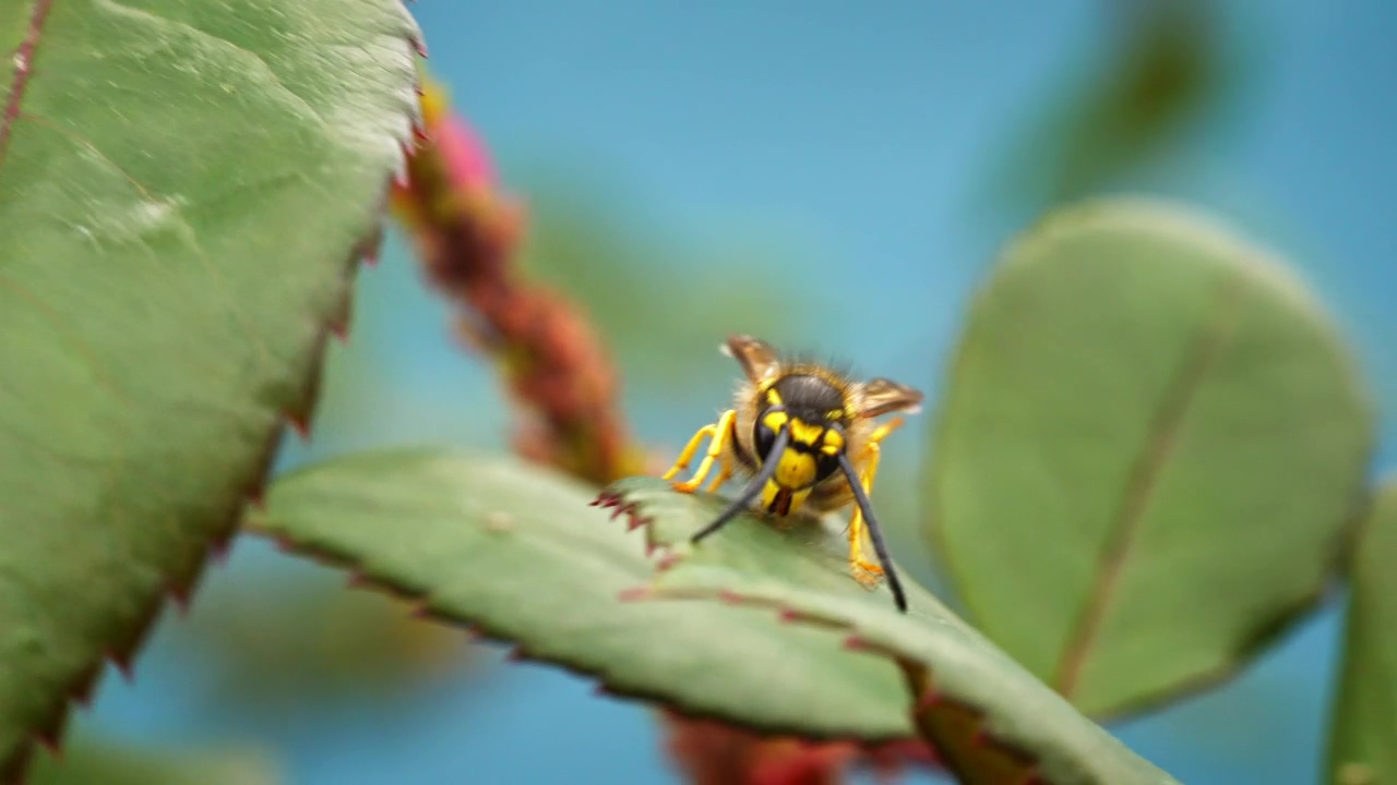 Bee walks on a leaf, wildlife, bee, leaf, bugs, insects, and wasp