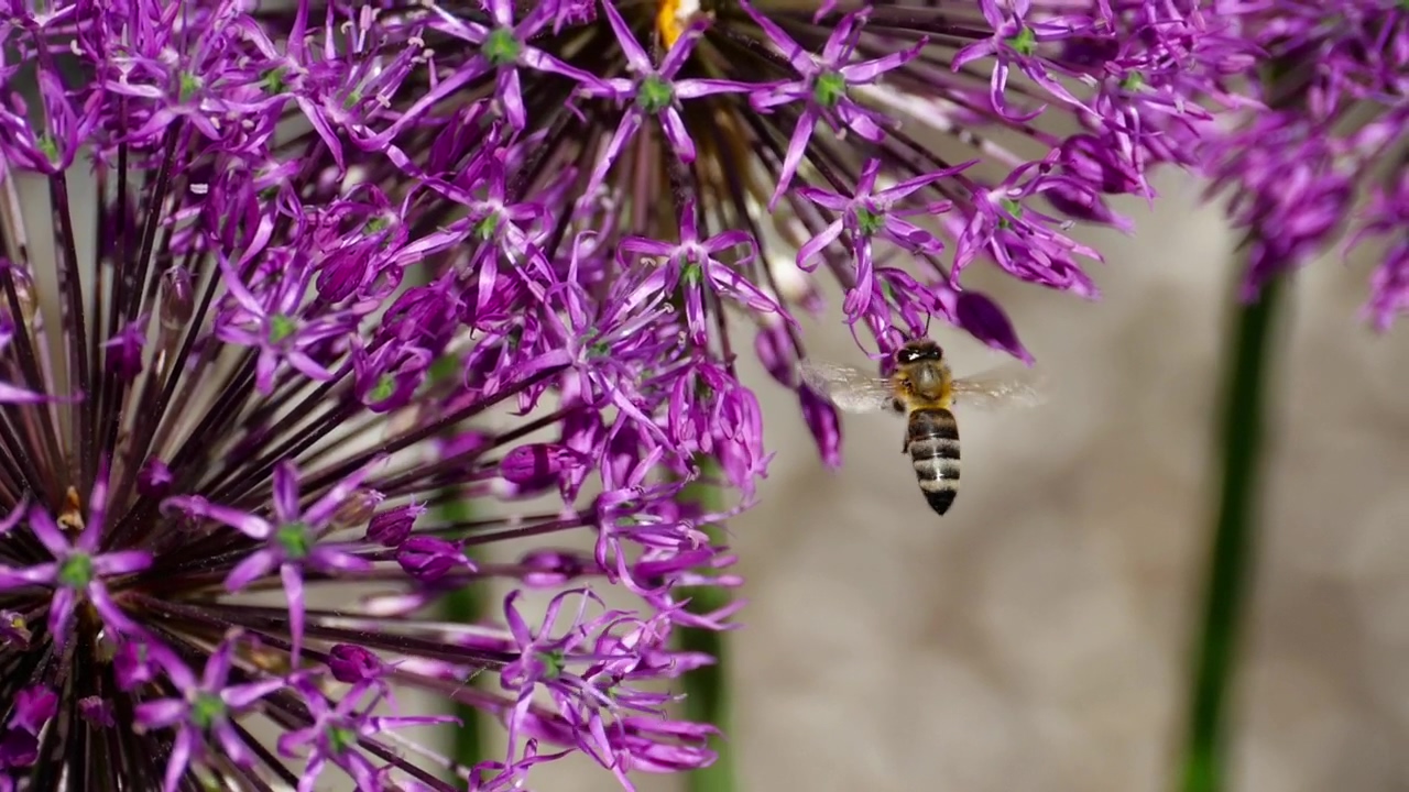 Bee working on a purple flower, wildlife, flower, bee, and fly