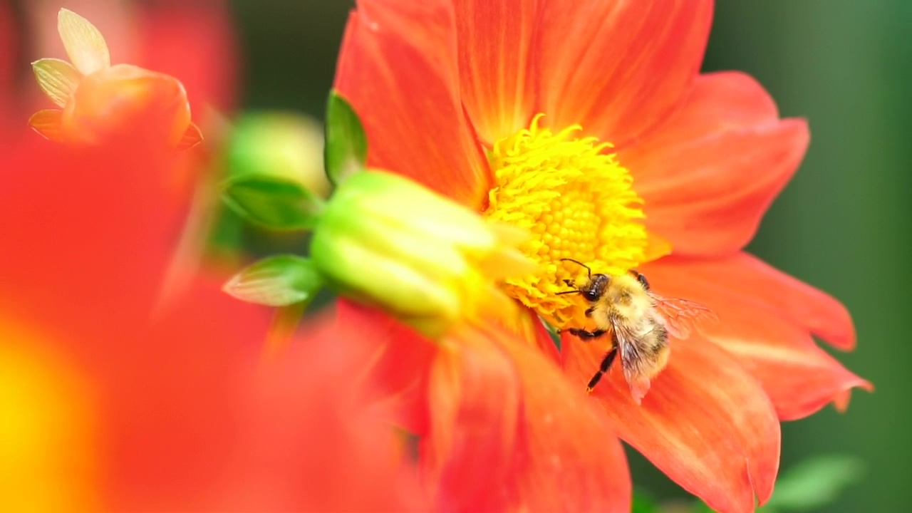Bee working on an orange flower, working, wildlife, flower, and bee