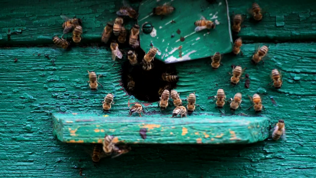 Bees at the entrance of the beehive, wildlife, insect, and bee