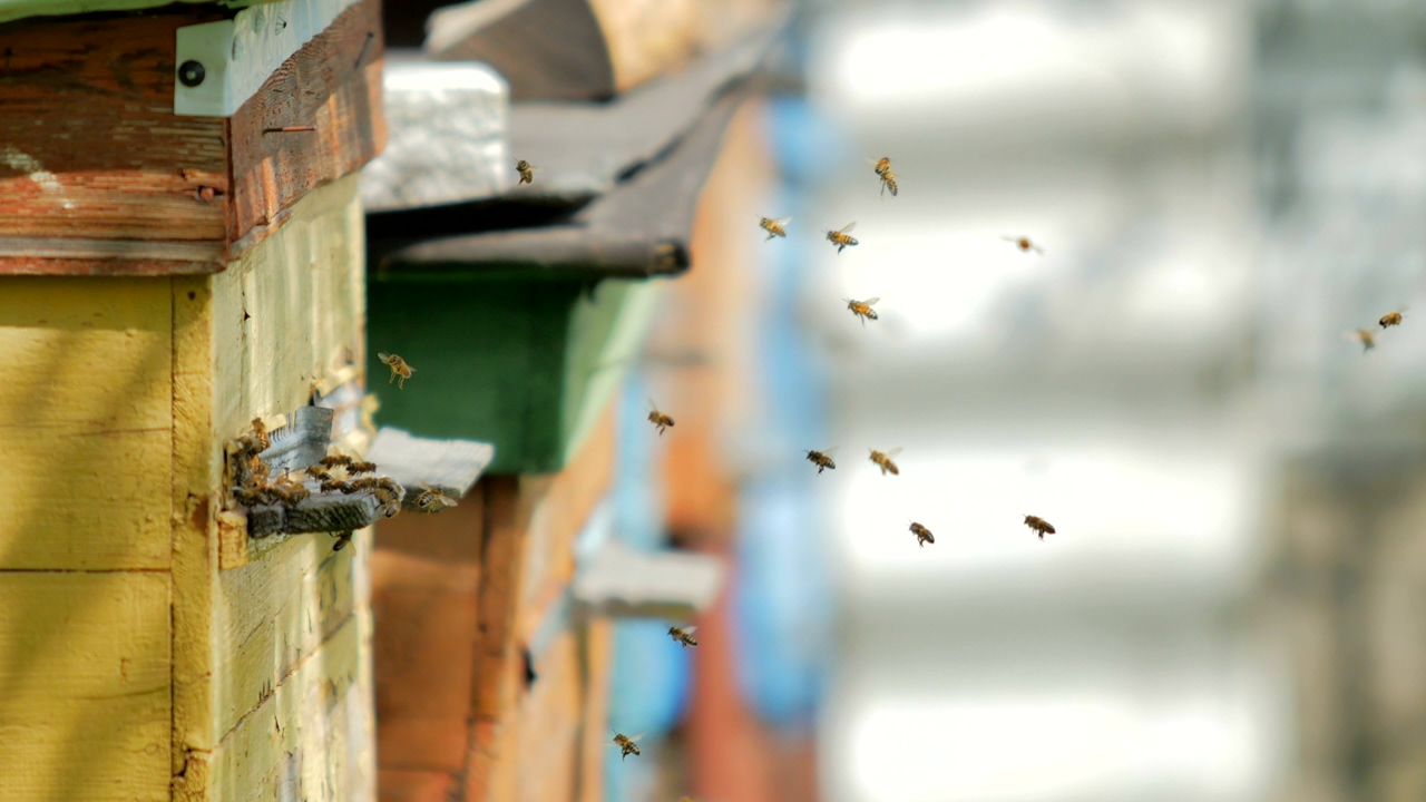 Bees flying in a group on a beekeeping farm, with an unfocused background, during a sunny day
