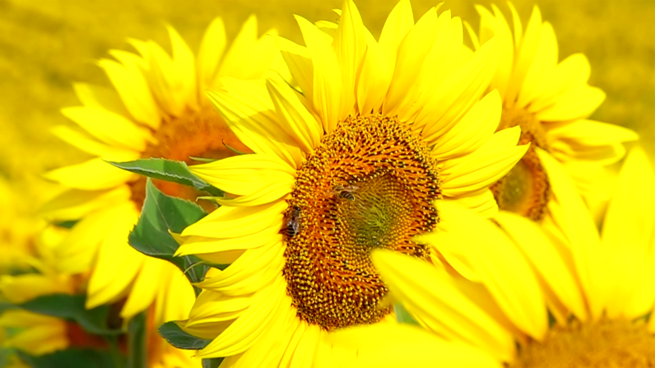 Bees flying over a sunflower, flower, insect, and sunflower