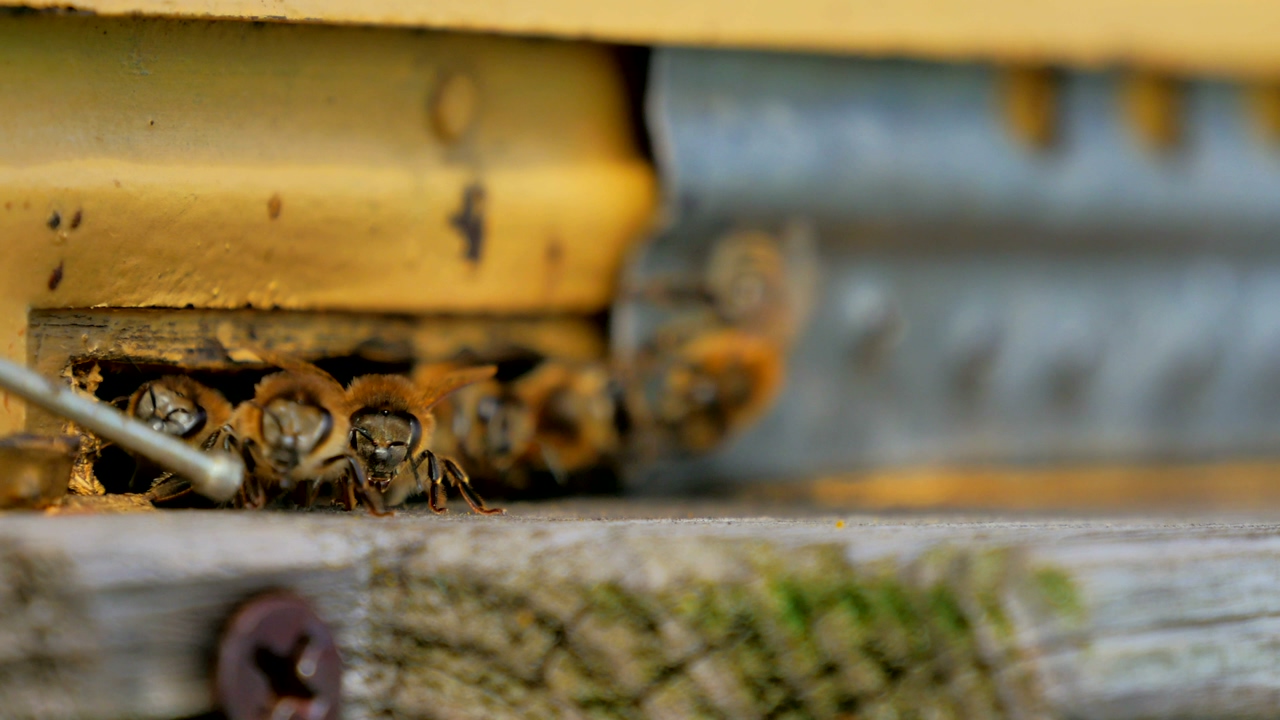 Bees viewed in detail as they enter and exit a slit on a beekeeping farm