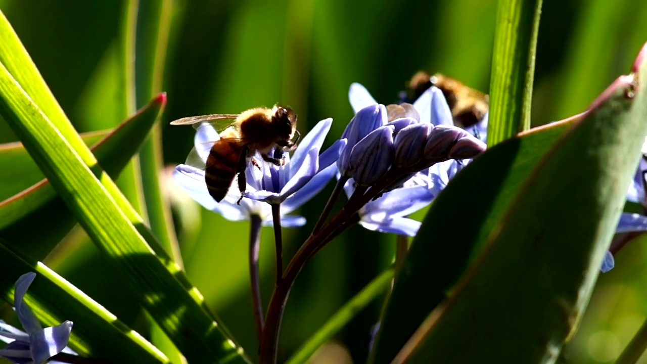 Bees working on violet flowers, animal, wildlife, flower, insect, bee, and wildflowers