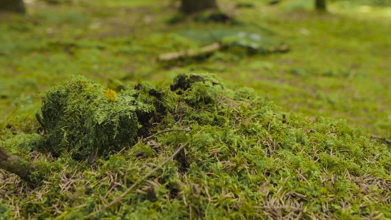 Beetle hiding in moss, nature, insect, and moss