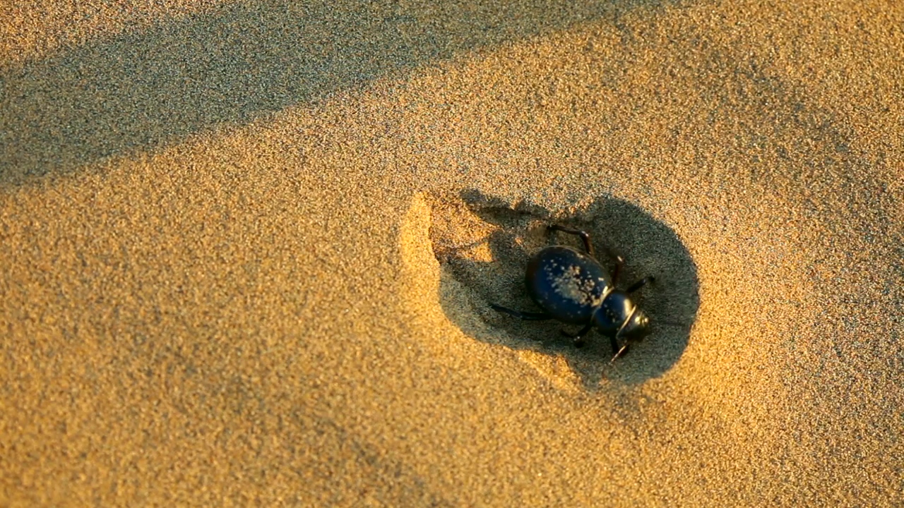 Beetle hiding in the sand, nature, wildlife, sand, and insect