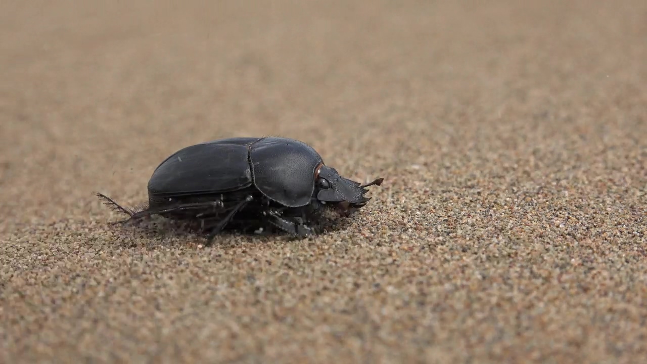 Beetle in the sand #animal #wildlife #sand #desert #insect
