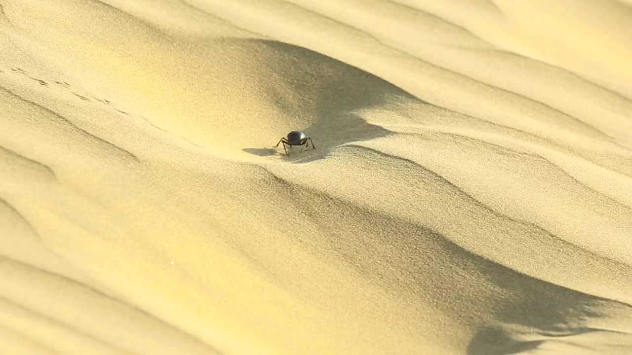 Beetle walking in the desert sand, wildlife, sand, desert, and insect