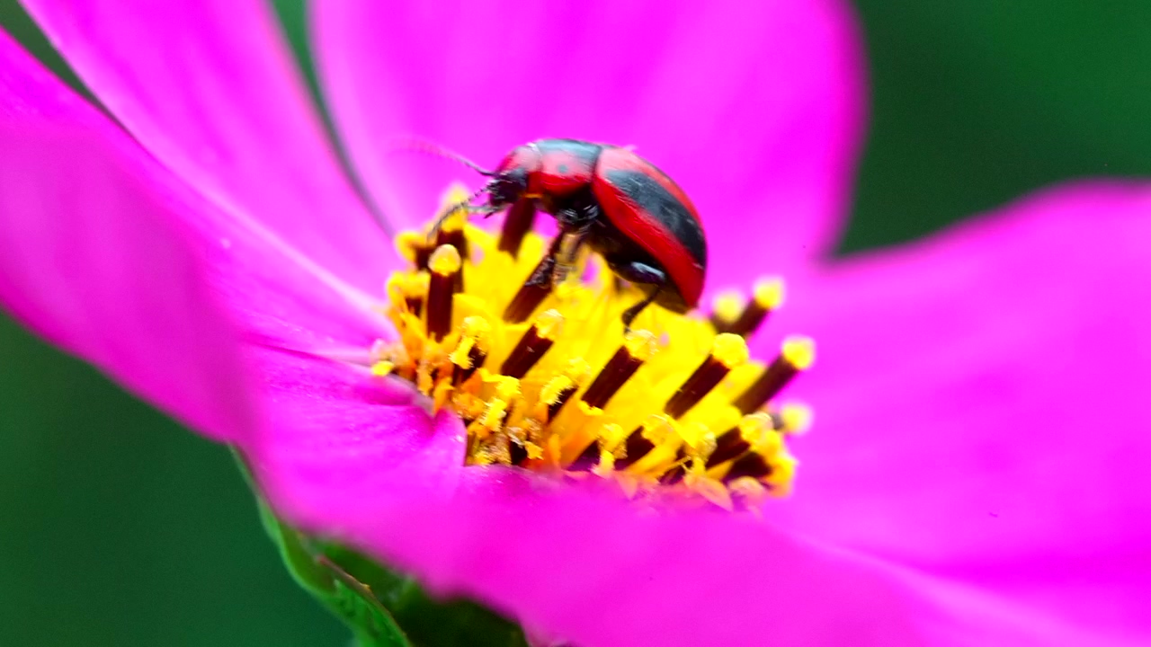 Beetle walking on a pink flower, wildlife, flower, and insect