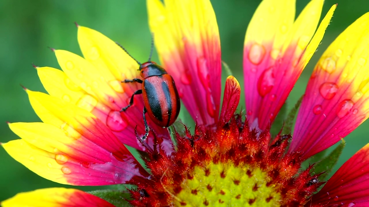 Beetle walking on flower petals, wildlife, flower, and insect
