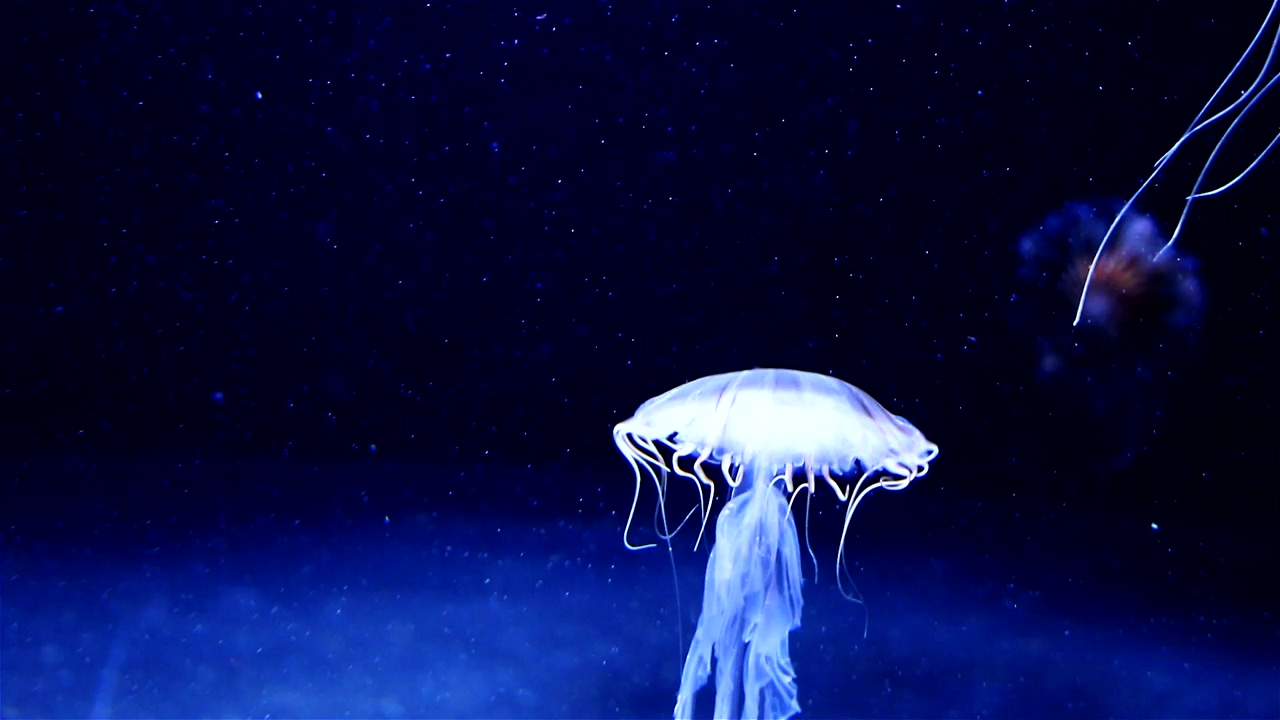 Beuatiful white jellyfish floating through dark ocean waters, sea, fish, sea animals, and jellyfish