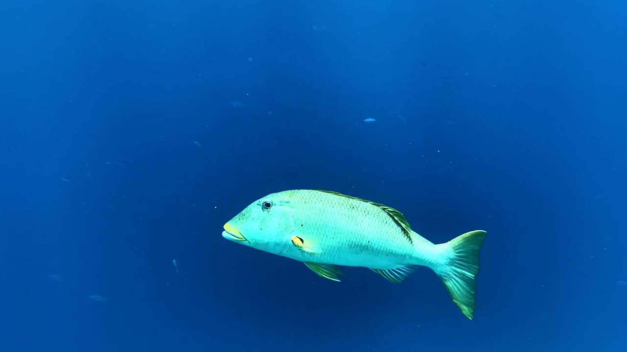 Big fish swims slowly across the expansive blue ocean #sea #ocean #underwater #fish #sea animals