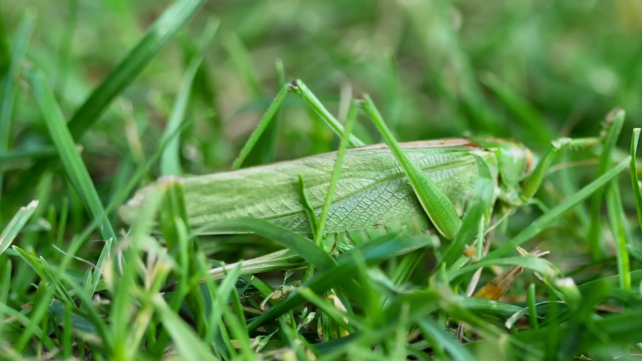 Big green leaf insect, wildlife, green, grass, and insect