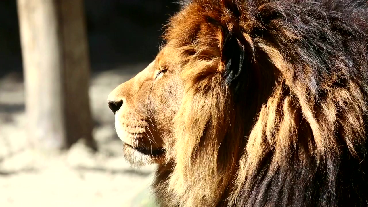 Big lion staring at the horizon, animal, wildlife, and lion