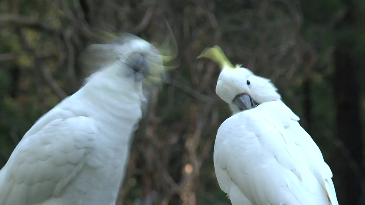 Big white birds caressing each other, animal, wildlife, bird, australia, and parrot