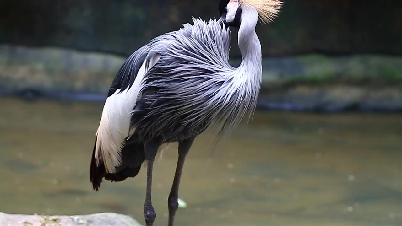 Bird cleaning their long feathers, animal, wildlife, and bird
