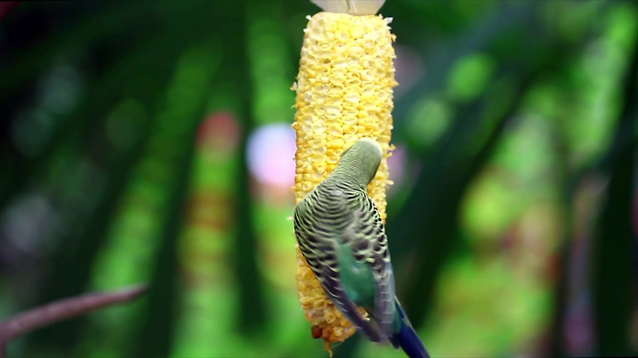Bird eating corn, bird, eating, and corn