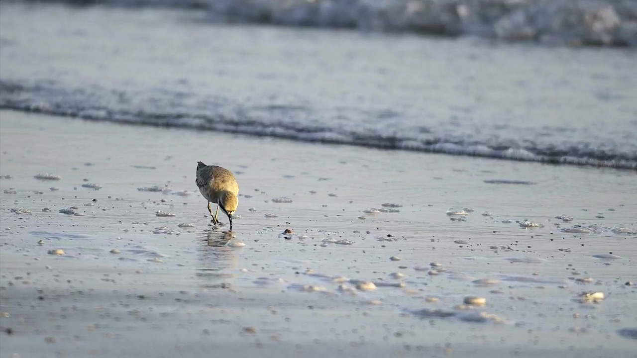 Bird eating in the beach #water #animal #beach #wildlife #bird