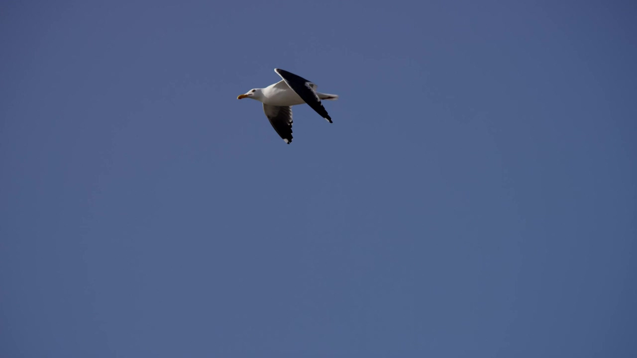 Bird flying in the clear blue sky, animal, wildlife, bird, wild, and flying