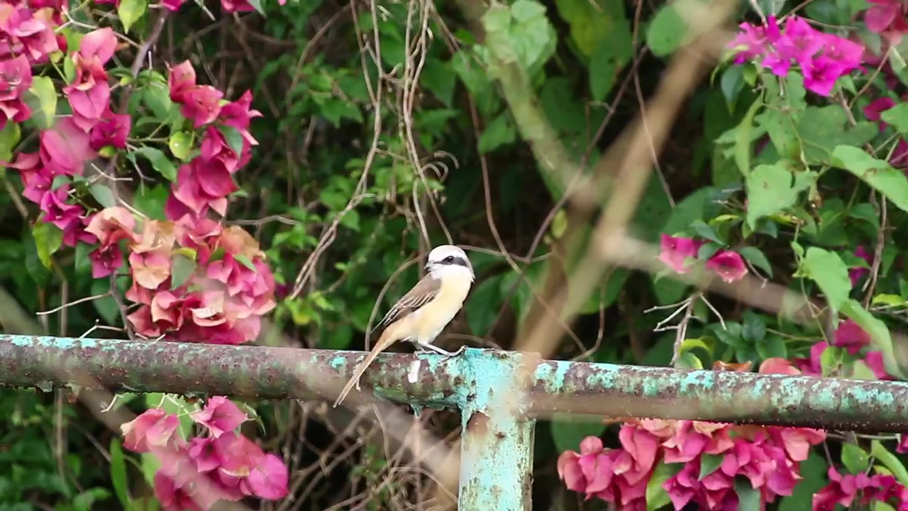 Bird on a metal fence, animal, wildlife, and bird